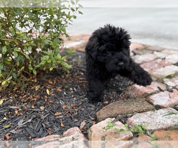 Medium Photo #4 Bouvier Des Flandres Puppy For Sale in WALKER, LA, USA