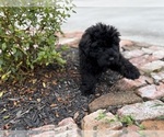 Small #3 Bouvier Des Flandres