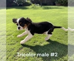 Small #3 Cavalier King Charles Spaniel