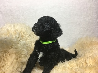 Goldendoodle-Poodle (Standard) Mix Puppy for sale in SANDY, OR, USA
