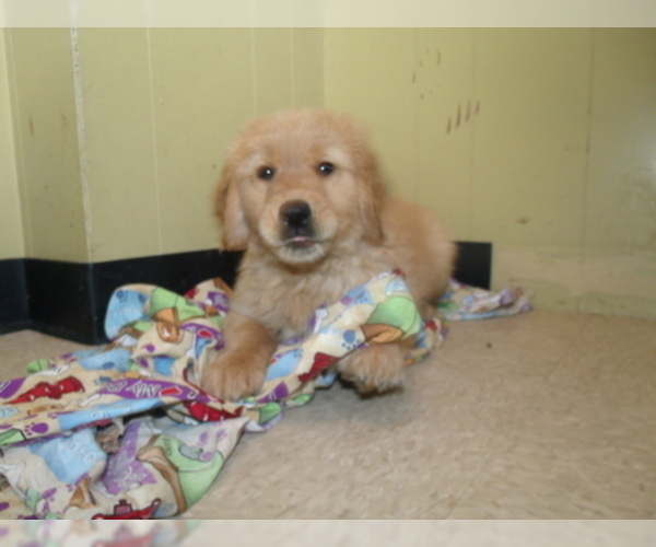 Medium Photo #2 Golden Retriever Puppy For Sale in PATERSON, NJ, USA