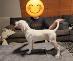 Small Photo #2 Dogo Argentino Puppy For Sale in ALBUQUERQUE, NM, USA