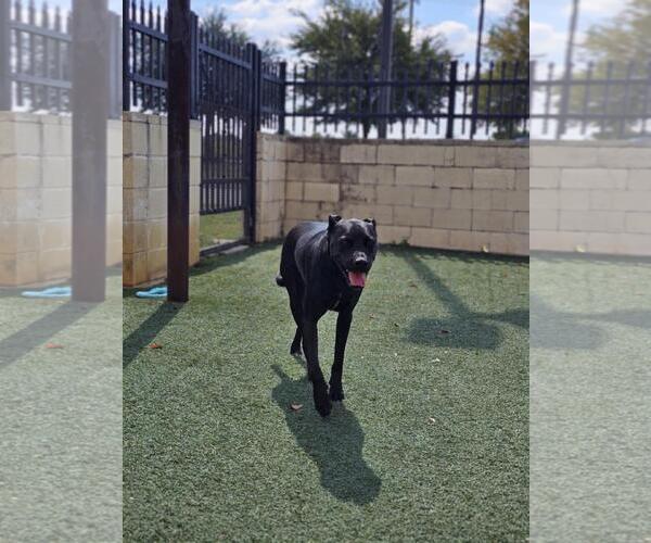 Medium Photo #5 American Pit Bull Terrier-Labrador Retriever Mix Puppy For Sale in Rockwall, TX, USA