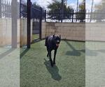 Small #4 American Pit Bull Terrier-Labrador Retriever Mix