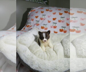 Pomeranian Puppy for Sale in COOKEVILLE, Tennessee USA