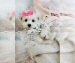 Small #10 Maltese