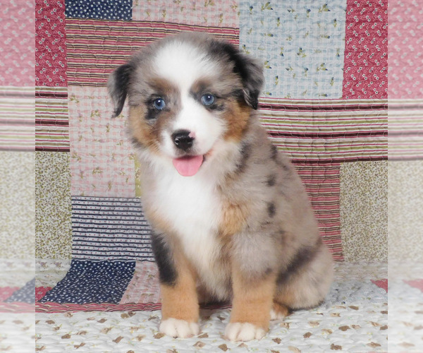 Medium Photo #1 Miniature Australian Shepherd Puppy For Sale in HARRISON, OH, USA