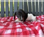 Small Photo #2 Dachshund Puppy For Sale in WILLARD, OH, USA
