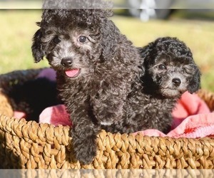 Poodle (Toy) Puppy for sale in HOUSTON, TX, USA