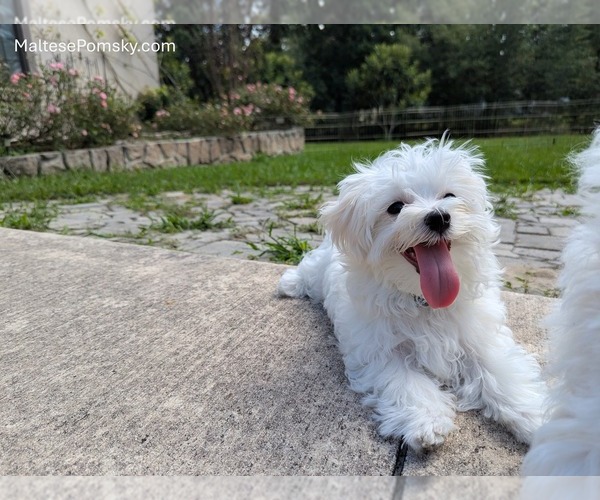 Medium Photo #3 Maltese Puppy For Sale in OCALA, FL, USA