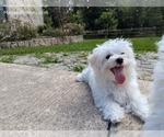 Small #2 Maltese