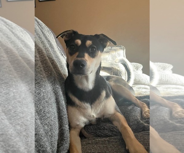 Medium Photo #1 Mutt Puppy For Sale in Germantown, OH, USA