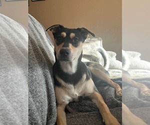 Mutt Dogs for adoption in Germantown, OH, USA