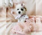 Maltese Puppies - Female Morkie Puppy for Sale - Photo #8
