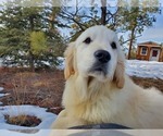 Small Photo #9 English Cream Golden Retriever Puppy For Sale in PEYTON, CO, USA