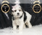 Small #7 Morkie