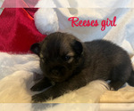 Puppy Reeses Pomsky