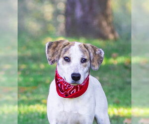 Hound Mix Pups Boys - Male Plott Hound-Unknown Mix Dog for Adoption - Photo #3