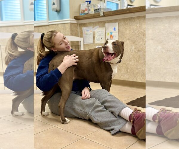 Medium Photo #16 American Pit Bull Terrier-Labrador Retriever Mix Puppy For Sale in West Cornwall, CT, USA