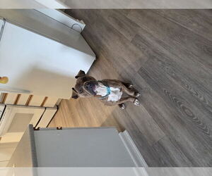 Zeus - Male American Staffordshire Terrier-Unknown Mix Dog for Adoption - Photo #4