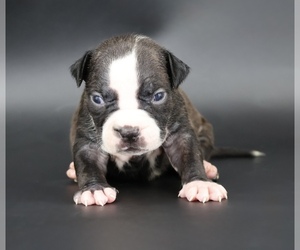 American Bully Puppy for sale in CHAMPAIGN, IL, USA