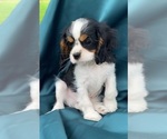 Puppy RHODEY Cavalier King Charles Spaniel