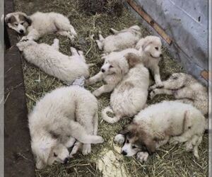 Great Pyrenees Puppy for sale in SOUTH NEW BERLIN, NY, USA
