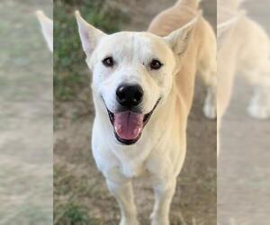 Siberian Husky Dogs for adoption in Riverside, CA, USA