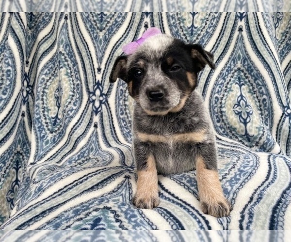 Medium Photo #18 Australian Cattle Dog Puppy For Sale in LAKELAND, FL, USA