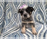 Small Photo #18 Australian Cattle Dog Puppy For Sale in LAKELAND, FL, USA