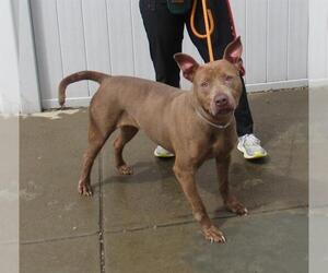 American Pit Bull Terrier-Unknown Mix Dogs for adoption in Louisville, KY, USA