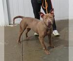 Small American Pit Bull Terrier Mix