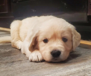 Golden Retriever Puppy for sale in DECKER PR, TX, USA