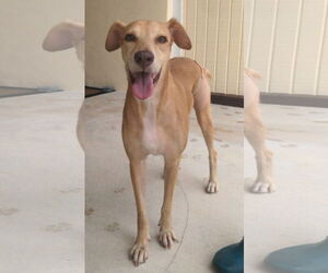 Black Mouth Cur-Unknown Mix Dogs for adoption in Melrose, FL, USA