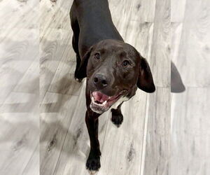 Labbe Dogs for adoption in Brewster, NY, USA