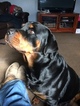 Small Photo #1 Rottweiler Puppy For Sale in GEUDA SPRINGS, KS, USA