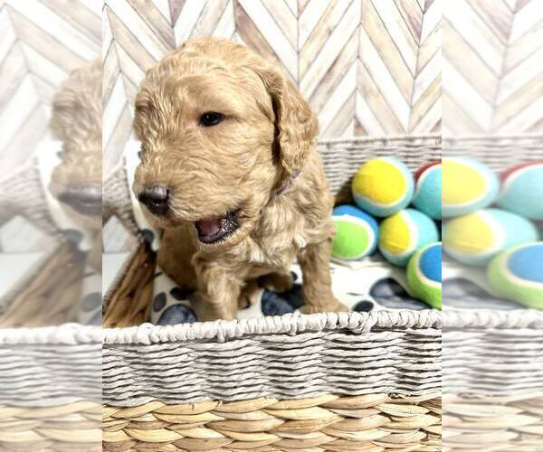 Medium Photo #3 Goldendoodle Puppy For Sale in CONWAY, SC, USA