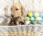 Small Photo #3 Goldendoodle Puppy For Sale in CONWAY, SC, USA