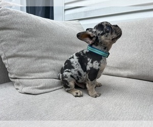 French Bulldog Puppy for sale in BROOKLYN, NY, USA