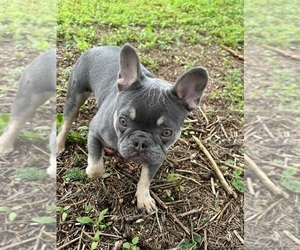 French Bulldog Puppy for sale in MORGANTOWN, PA, USA