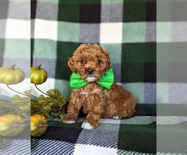 Full screen Photo #1 Poodle (Toy) Puppy For Sale in NEW PROVIDENCE, PA, USA