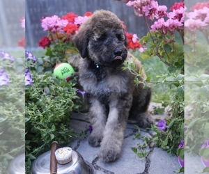 Goldendoodle Puppy for sale in AUBURN, IN, USA