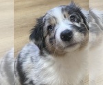 Puppy Avalanche Australian Shepherd