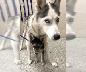 - Mix Dogs for adoption in Conroe, TX, USA
