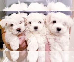 Maltese Puppy for sale in LODI, CA, USA