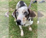 Small #5 Mutt