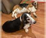 Small #2 Basset Hound