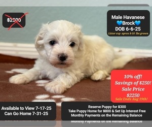 Havanese Puppy for sale in TUCSON, AZ, USA