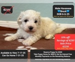 Small Havanese