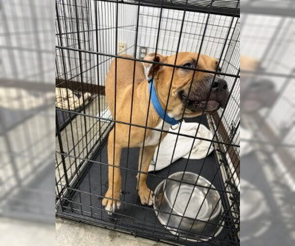 Medium Photo #1 Mastiff Puppy For Sale in Glen Allen, VA, USA